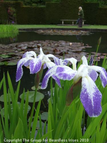 Knightshayes (15)